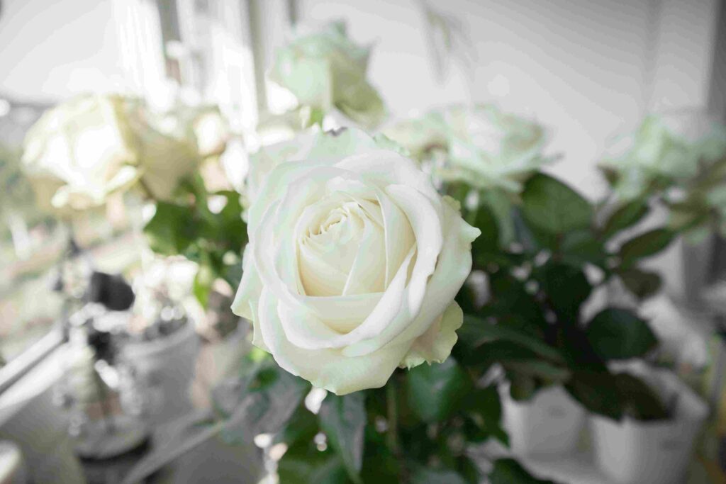 closeup view white roses with blurred background 11zon