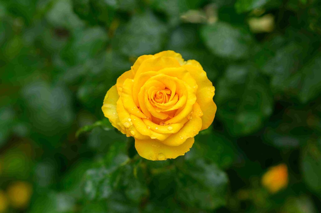 yellow rose with water drops 11zon 2
