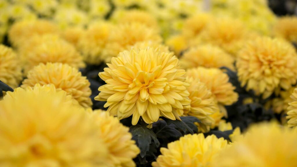 UFBK Chrysanthemum 1