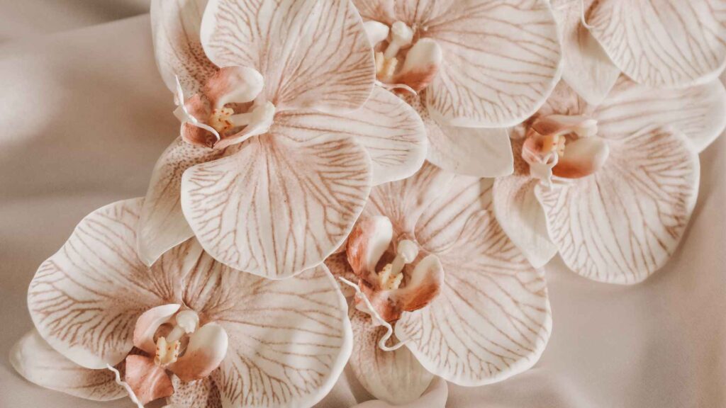 UFBK Orchid