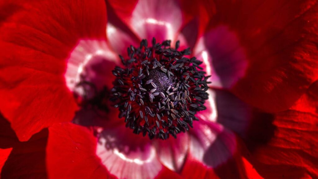 UFBK Red anemone 2
