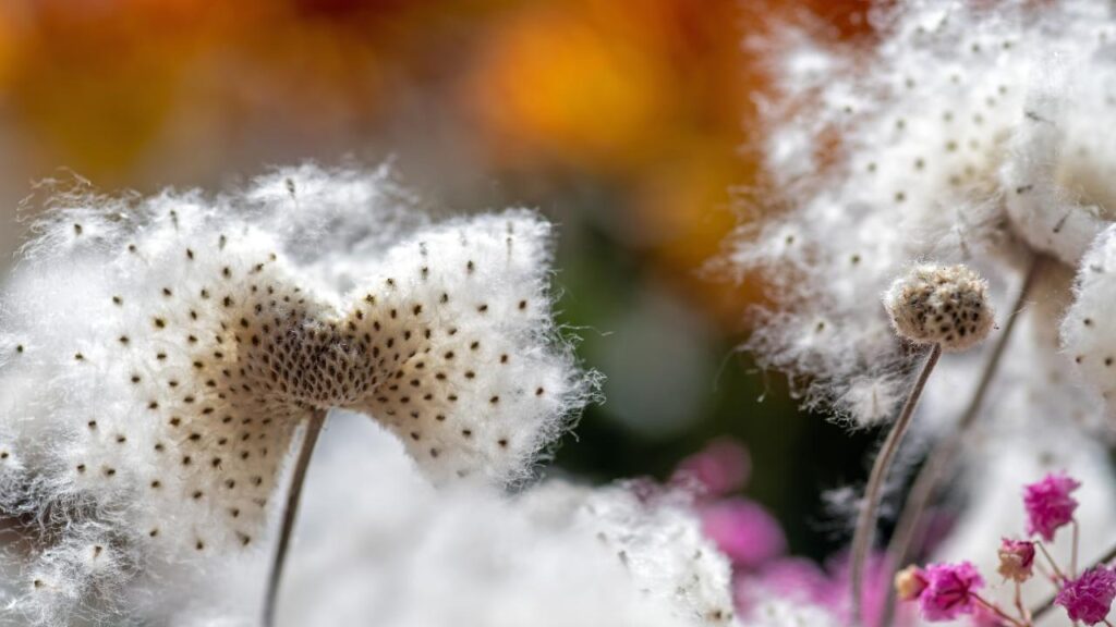 UFBK anemone seed