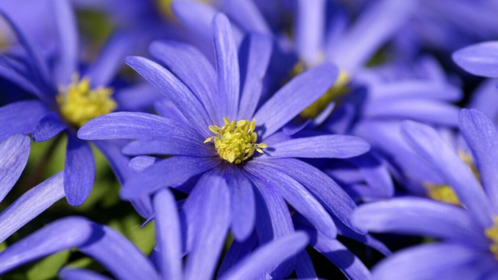 UFBK blue anemone 2