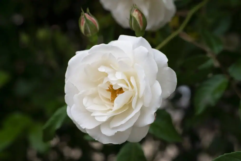 ความหมาย สัญลักษณ์ และโอกาสที่เกี่ยวข้องกับดอกกุหลาบขาว