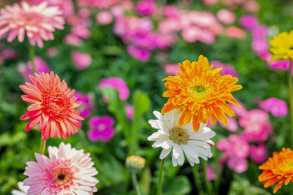 Gerbera Flower Meaning