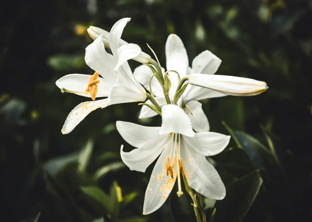 ดอกลิลลี่บนต้นให้ความรู้สึกสดใหม่