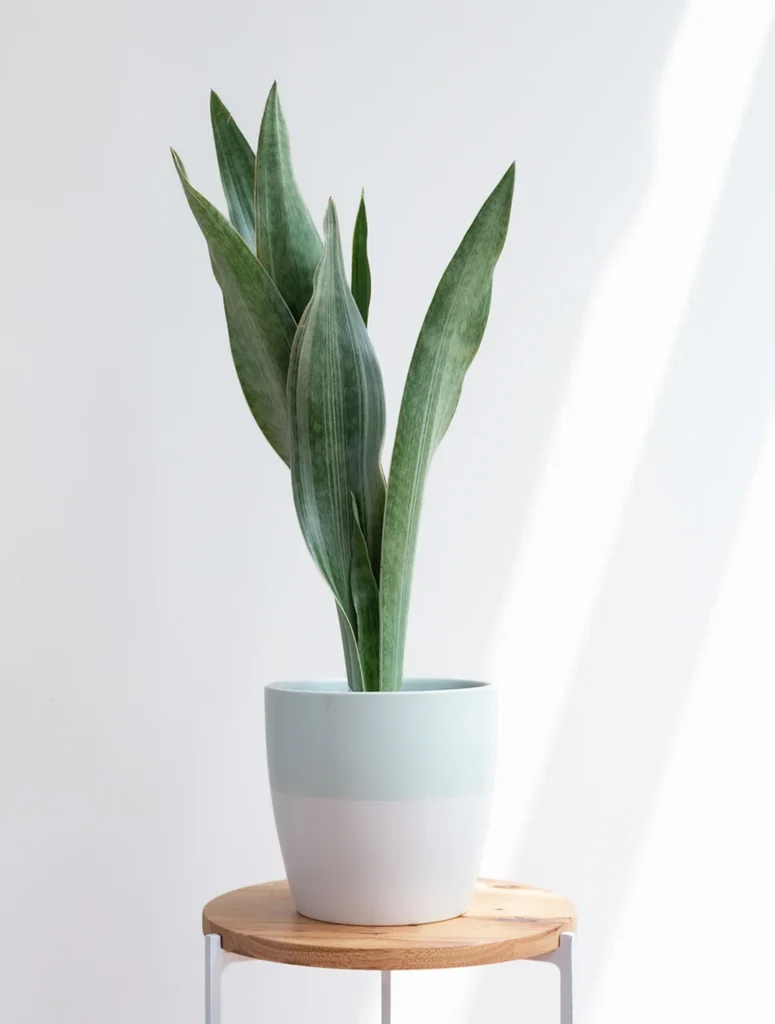 Sansevieria aubrytiana ‘Metallica’ with green and white pot