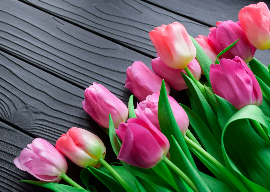 Beautiful pink tulips placed on the table.