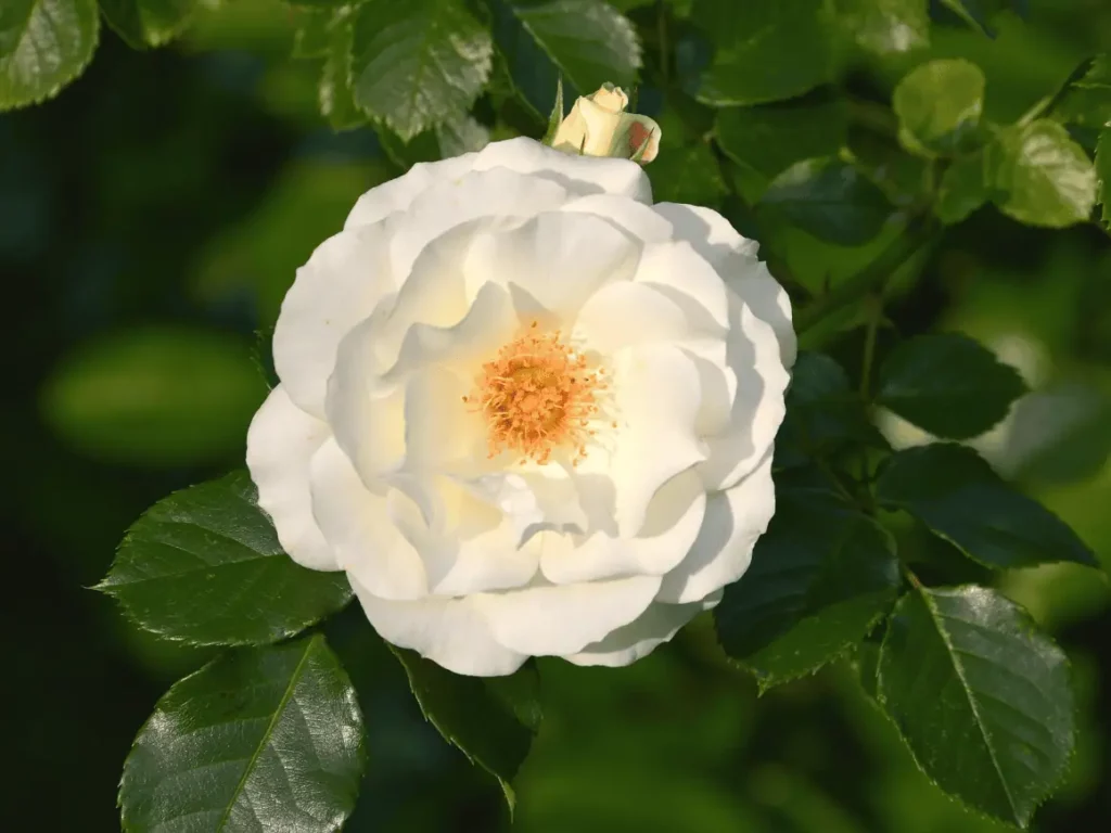 A full white rose in bloom with lush green leaves and a small bud, showcasing the timeless beauty and symbolism of white roses