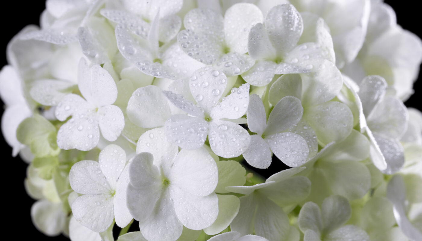 ดอกไฮเดรนเยียกับความจริงที่ควรรู้!