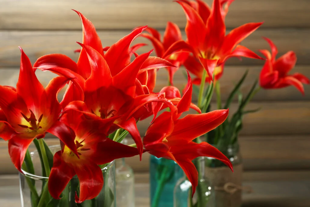 “Brilliant red lilies in glass vases against a wooden background, symbolizing passion and strength”