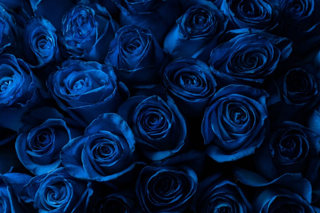 Blue Rose Meaning