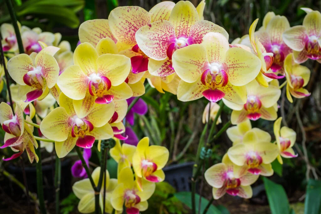 Close-up of stunning yellow orchids with pink centers in full bloom, showcasing their tropical beauty and vibrant elegance in a lush garden setting.