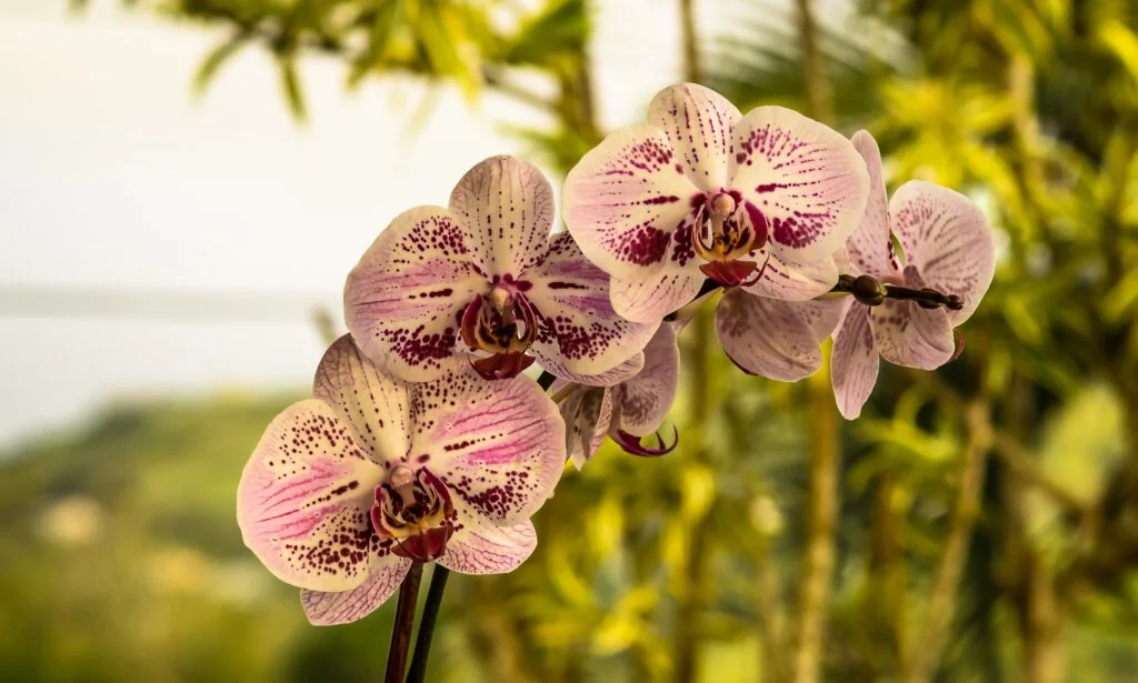 Delicate white and pink-spotted orchids blooming gracefully in a tropical garden, with lush green foliage in the background—symbolizing beauty, refinement, and the allure of nature.