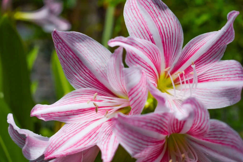 pink and white striped lilies blooming outdoors, symbolizing elegance and purity”