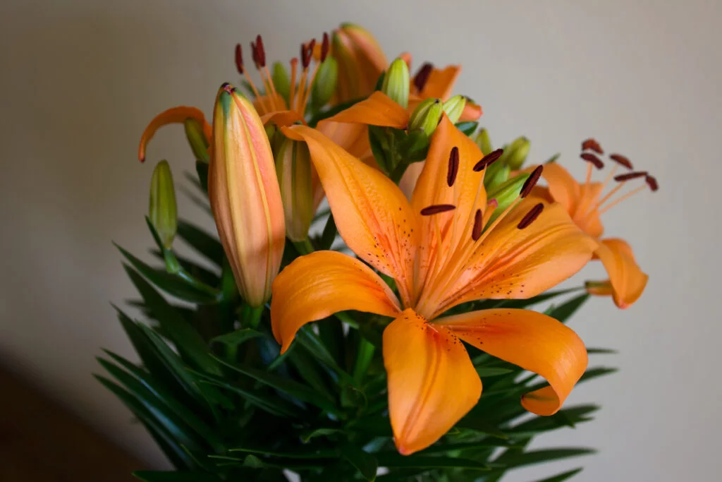 Fresh orange lilies with spotted petals in bloom, symbolizing confidence and creativity”
