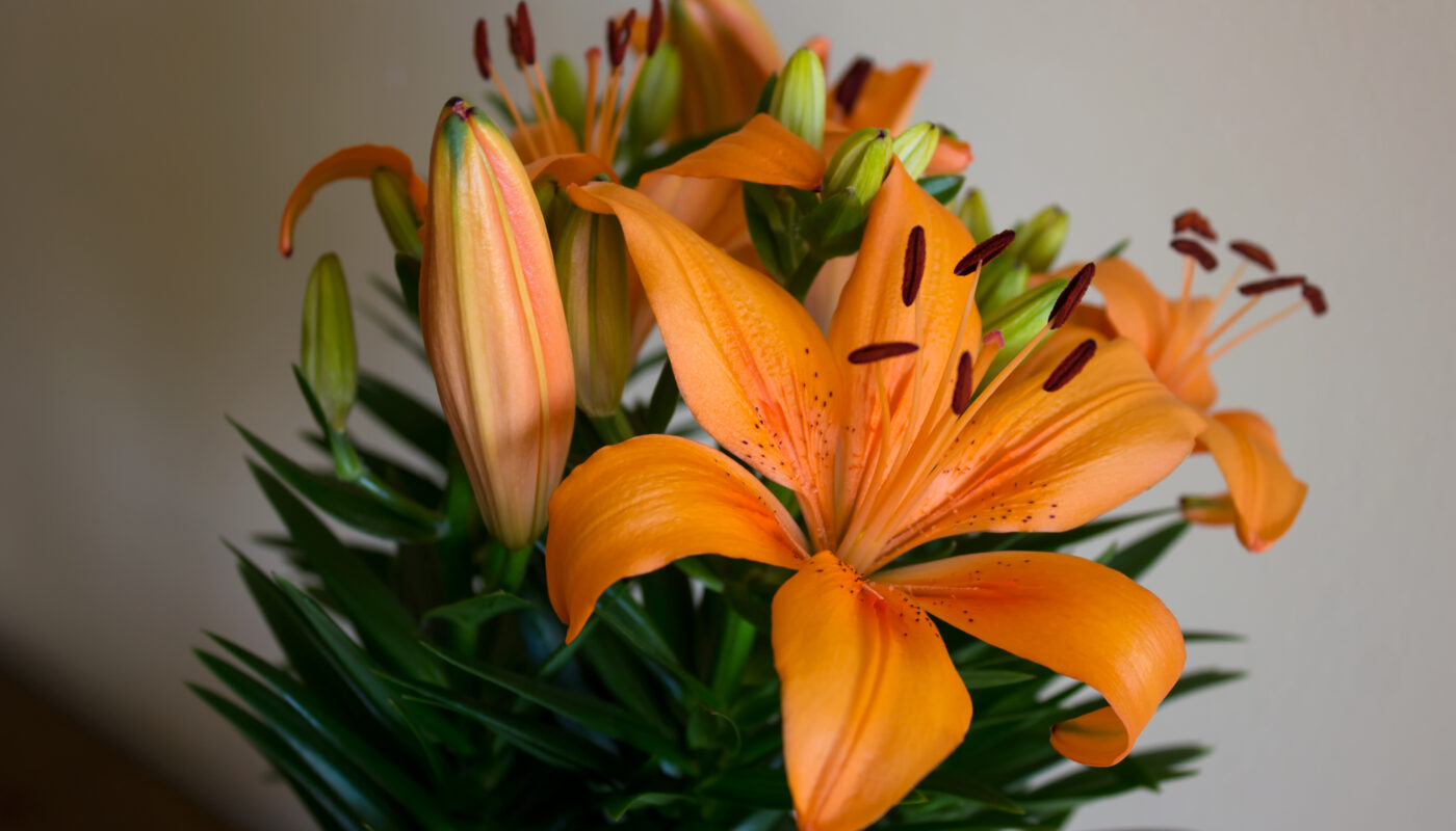 คู่มือลับ! ทำความรู้จักกับดอกลิลลี่