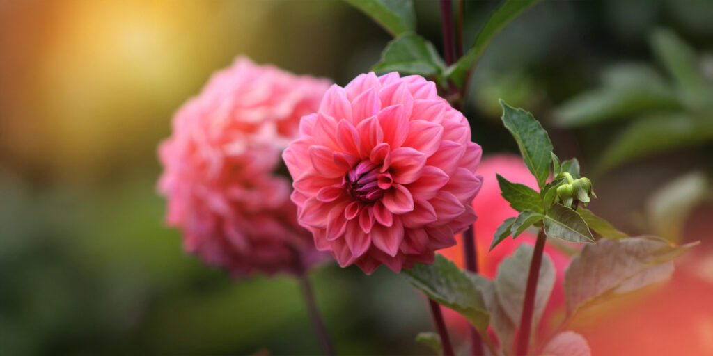 What I’ve Learned About Pom Pom Flowers