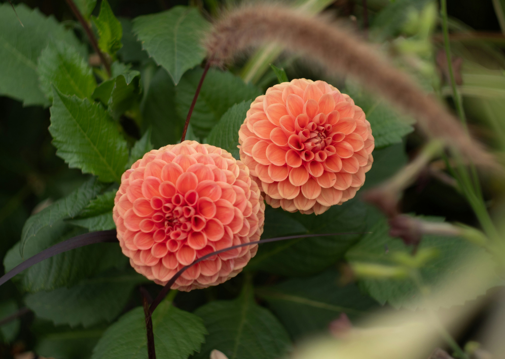 Vibrant pink, orange, and yellow pom-pom flowers, clearly detailed.