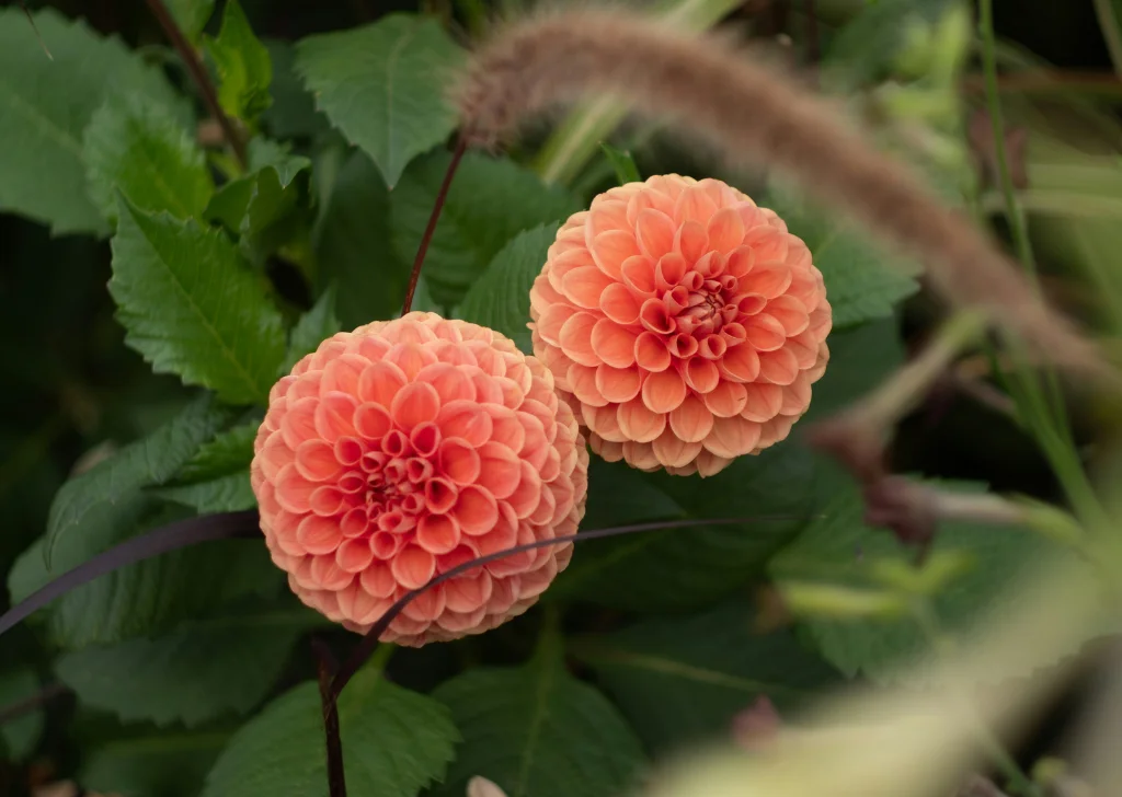 ดอกปอมปอมสีชมพู ส้ม และเหลืองสดใส มีรายละเอียดชัดเจน