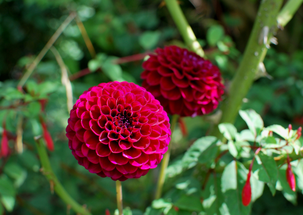 The dark pink pom-pom flowers are beautiful.