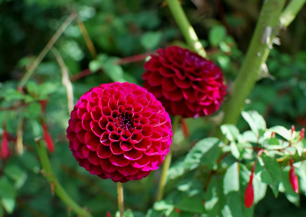 ดอกปอมปอมสีชมพูเข้มสวยงามมาก