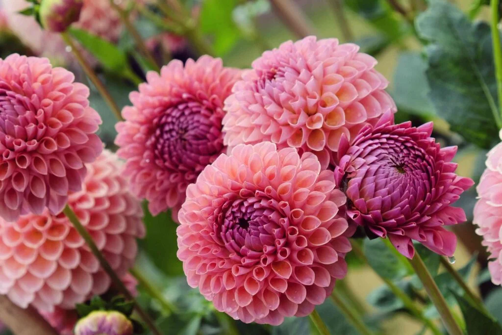 Close-up of beautiful pink and purple pompom dahlias in full bloom, showcasing their perfect round petals and soft gradient hues.