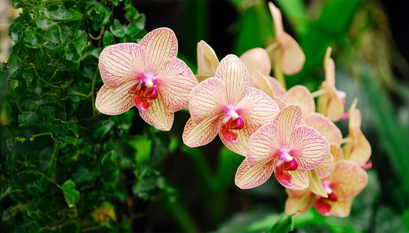 ความหมายและสัญลักษณ์ของดอกกล้วยไม้