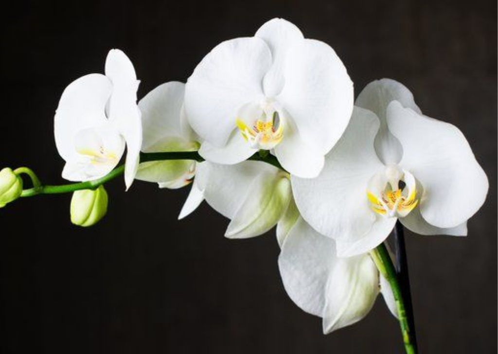 Luxurious white orchid symbolizing purity and grace.