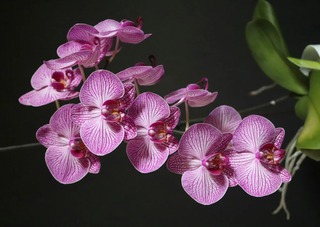 popular purple orchid, timeless beauty.