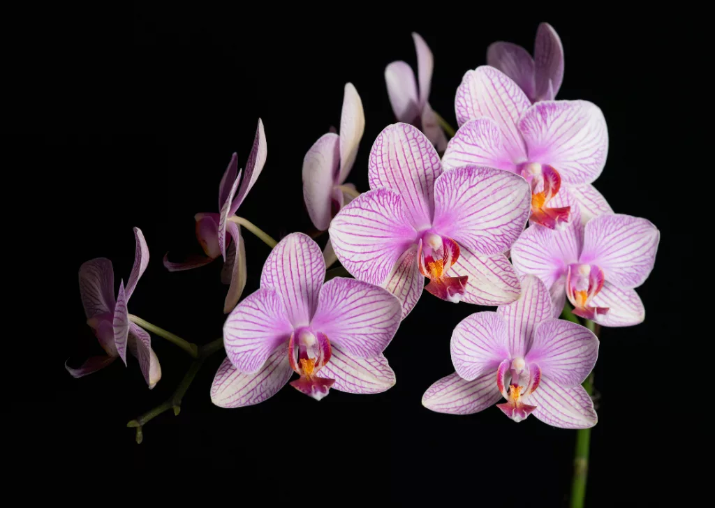 Pink orchids ranked number one for their beauty.