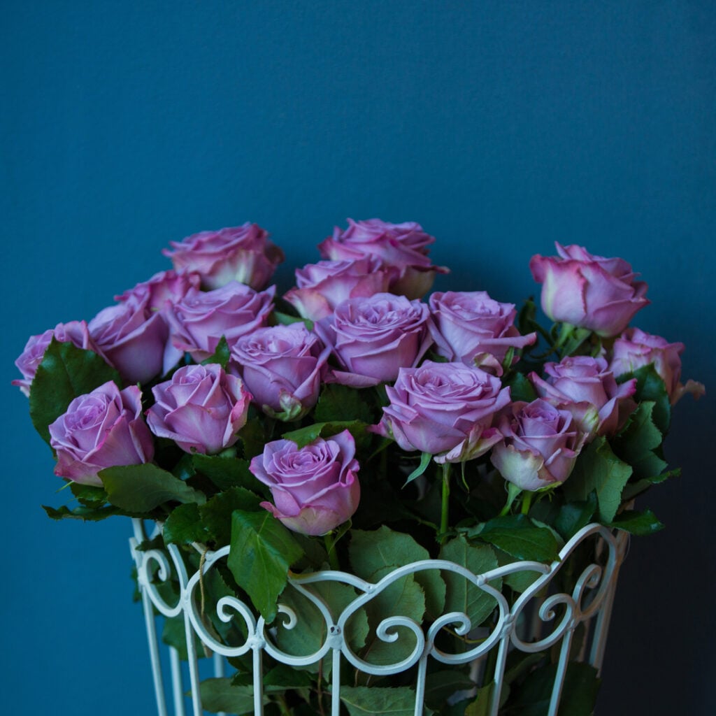 The Meaning and Symbolism of Purple Roses