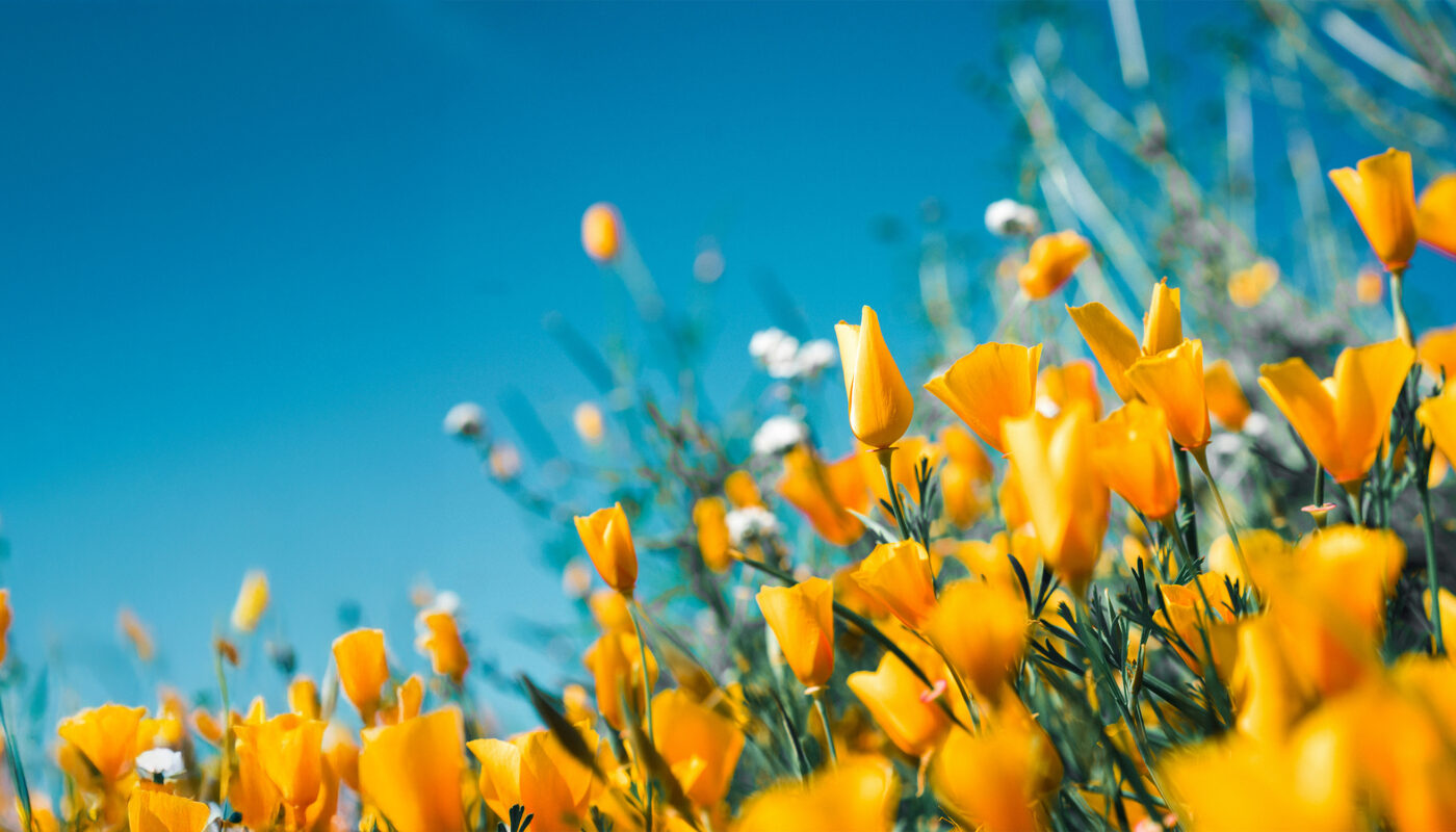 พลังดอกไม้ประจำราศี