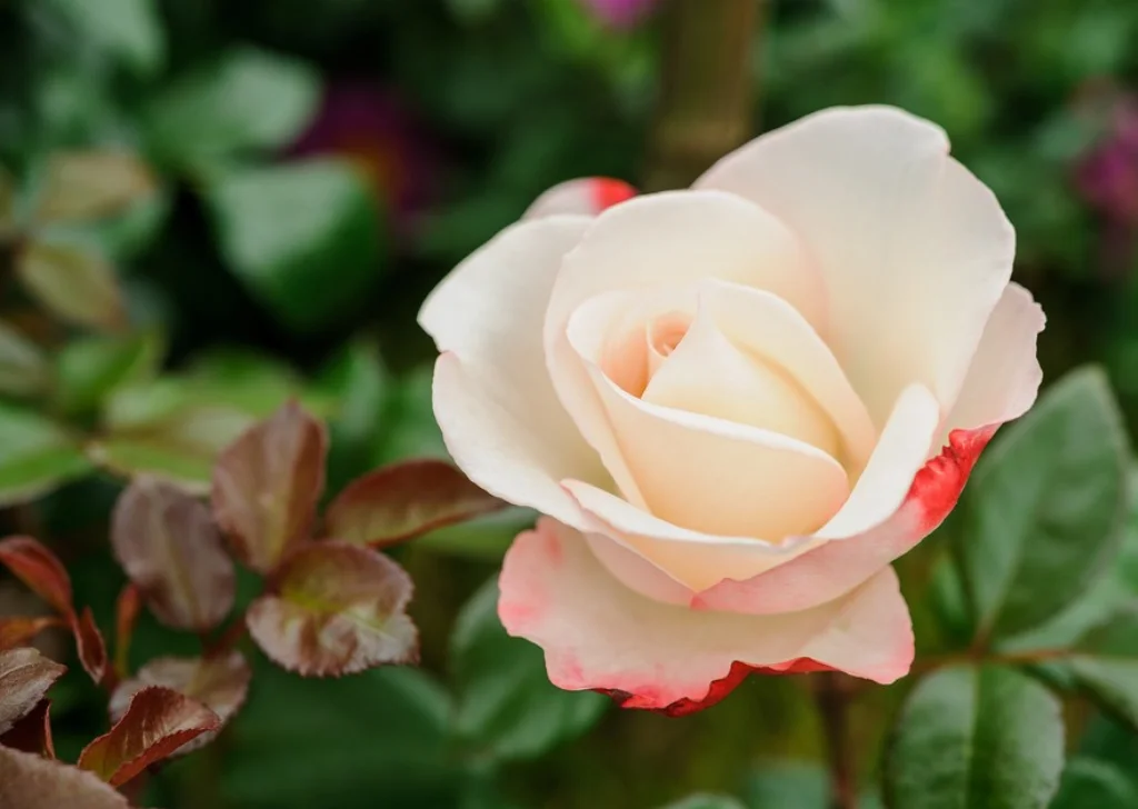 Beautiful tea roses blooming in the garden.