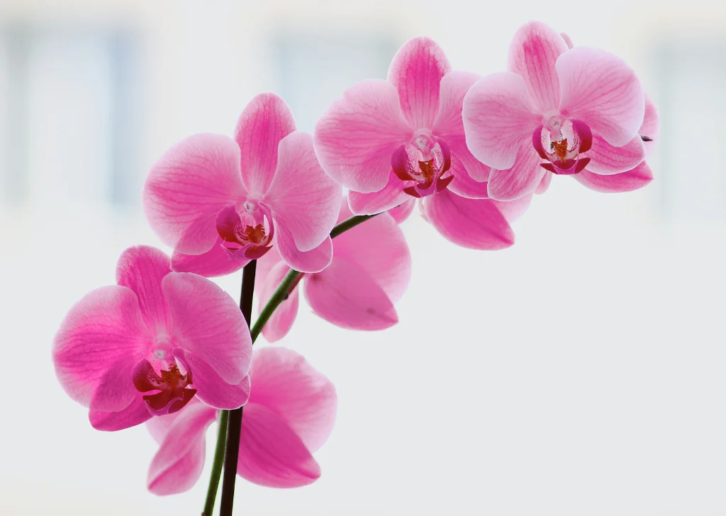 Pink orchids decorating a living room.