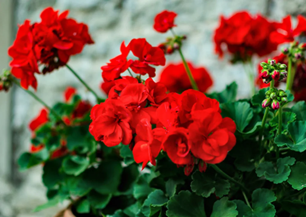 Red geraniums thriving in the fresh air.