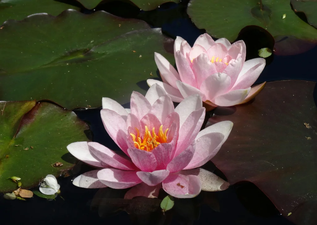 Pink water lilies thriving in the stillness of a garden pond.