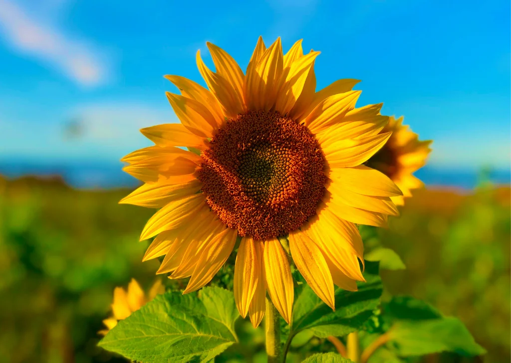 Sunflowers represent the power of the lion.
