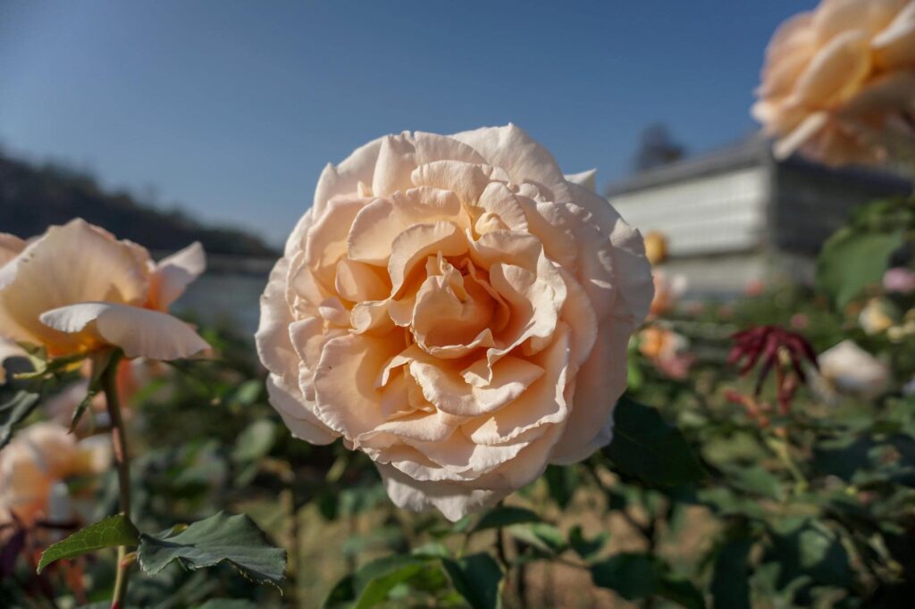 The Meaning and Symbolism of Roses