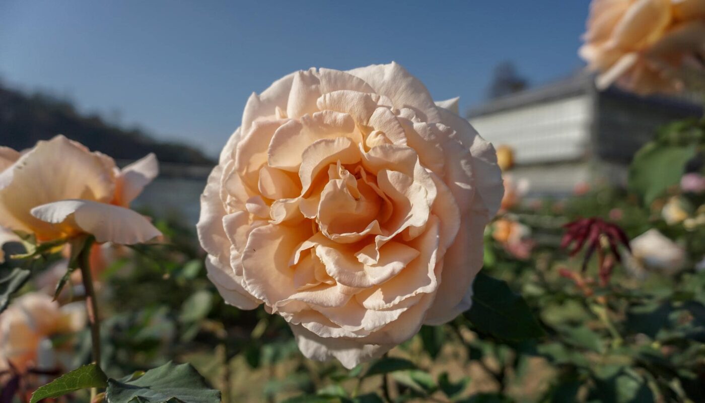 ความหมายและสัญลักษณ์ของดอกกุหลาบ