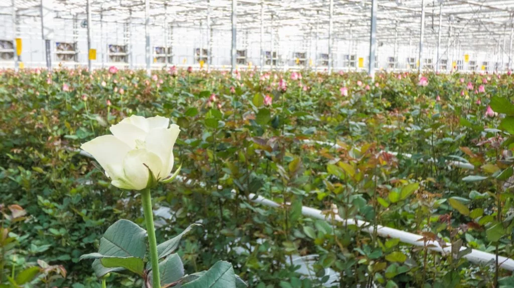 ประวัติของดอกกุหลาบ