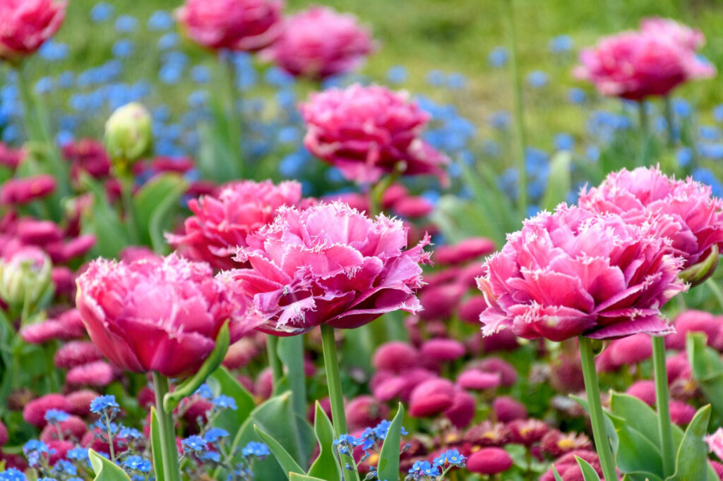 Carnation Meaning & Symbolism