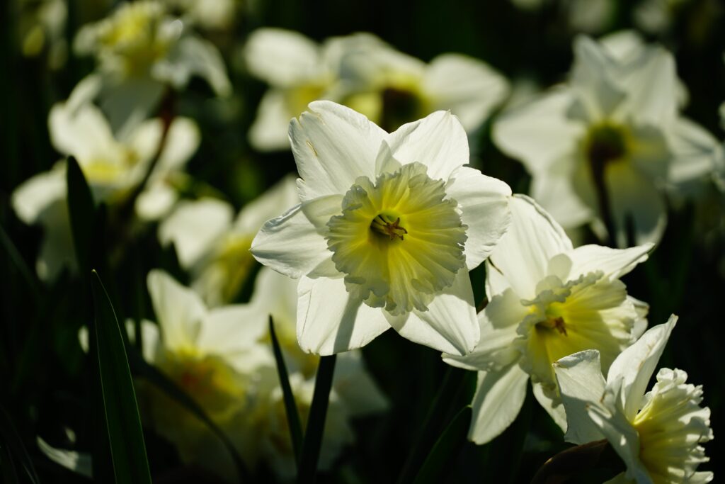 The Meaning and Symbolism of Daffodils