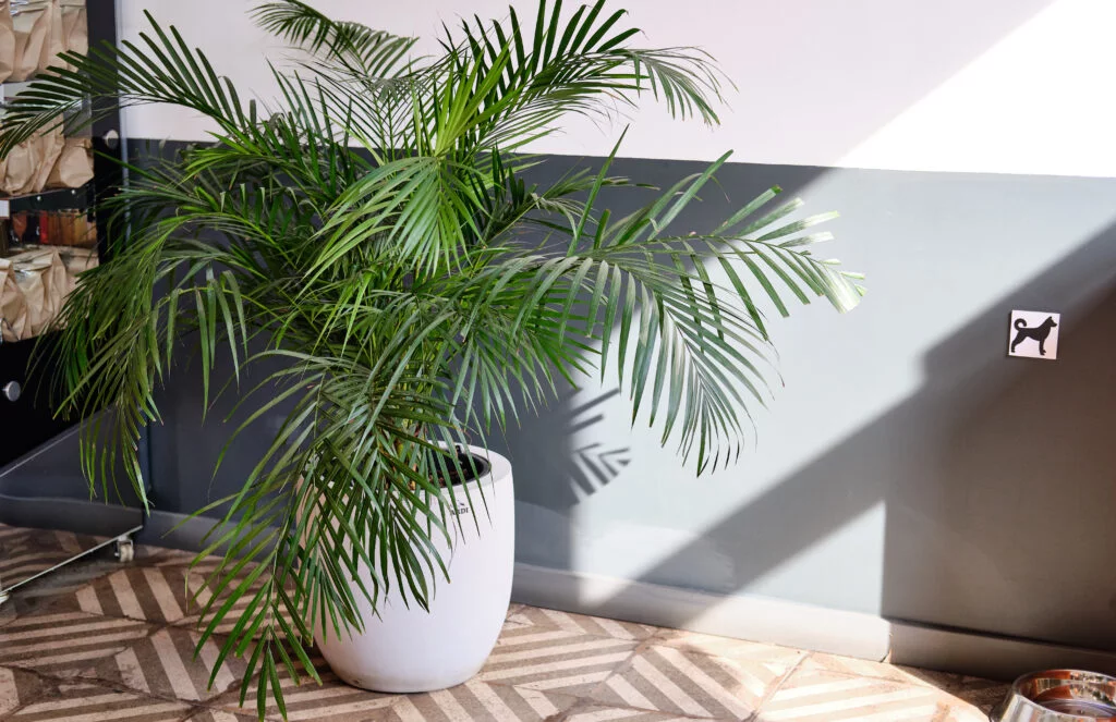 Areca palm